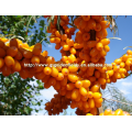 2017 alta qualidade sea buckthorn vender